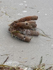 Callyspongia aculeata