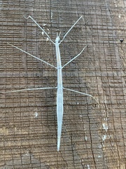 Parabacillus hesperus