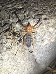 Gluvia dorsalis