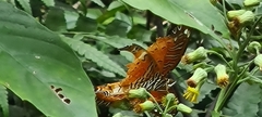 Heliconiinae