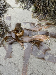 Laminariaceae
