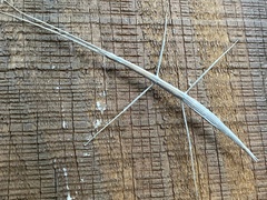 Parabacillus hesperus