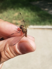 Micrathyria aequalis