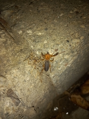 Gluvia dorsalis
