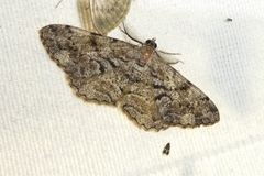 Peribatodes secundaria