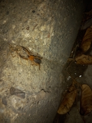 Gluvia dorsalis