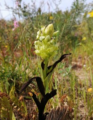 Pterygodium inversum