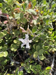 Silene undulata