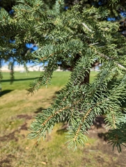 Picea pungens