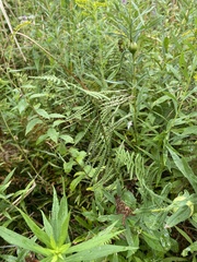 Thelypteris palustris