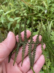 Thelypteris palustris