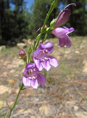 Penstemon pseudoputus