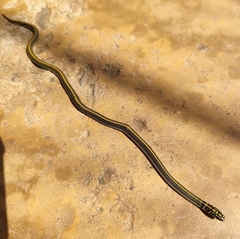 Homoroselaps lacteus