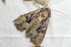 Apamea remissa