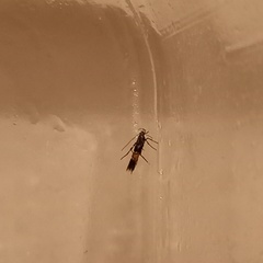 Cosmopterix pulchrimella