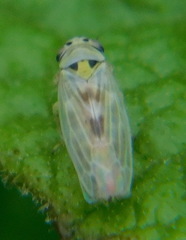 Macrosteles