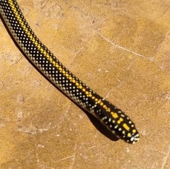 Homoroselaps lacteus