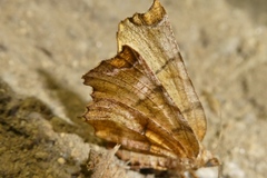 Selenia dentaria