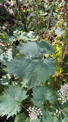 Vitis riparia