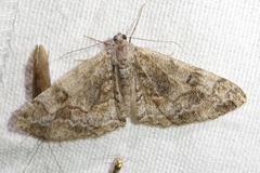 Alcis repandata