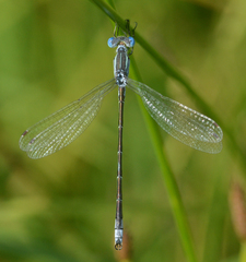 Lestes unguiculatus