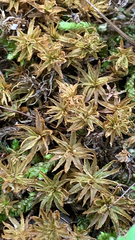 Atrichum undulatum