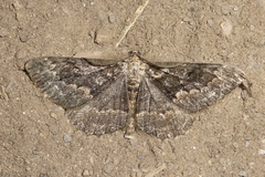 Peribatodes secundaria