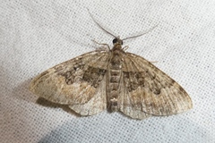 Xanthorhoe quadrifasiata