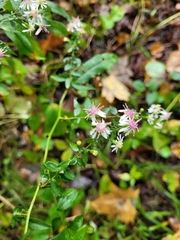 Symphyotrichum lateriflorum