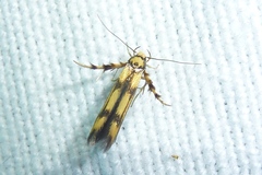 Stathmopoda pedella