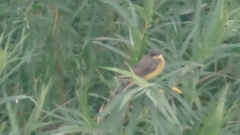 Motacilla flava thunbergi