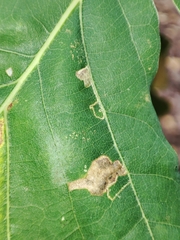 Stigmella