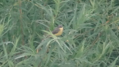 Motacilla flava thunbergi
