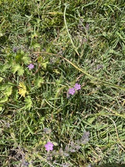 Geranium molle