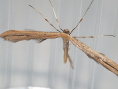 Emmelina