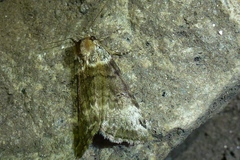 Tetheella fluctuosa