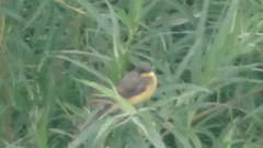 Motacilla flava thunbergi