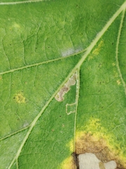 Stigmella