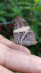 Colobura dirce