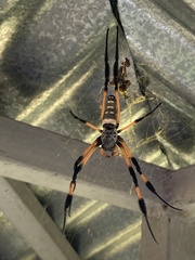 Trichonephila