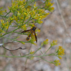 Eumenes americanus