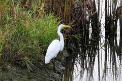 Ardea alba