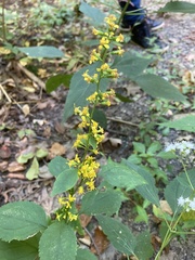 Solidago flexicaulis