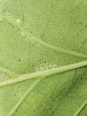 Stigmella