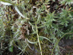 Saxifraga aspera