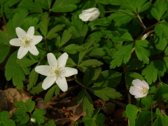 Anemonoides nemorosa