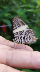 Colobura dirce