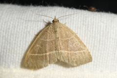 Trisateles emortualis