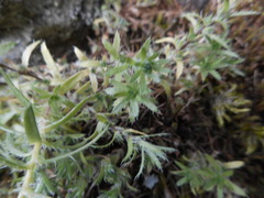 Saxifraga aspera
