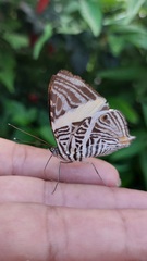 Colobura dirce